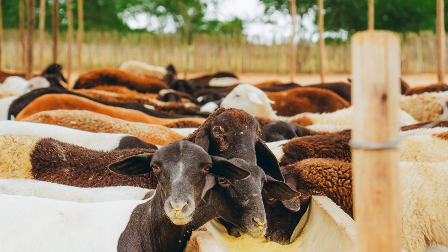 Lote de ovinos alimentando no cocho