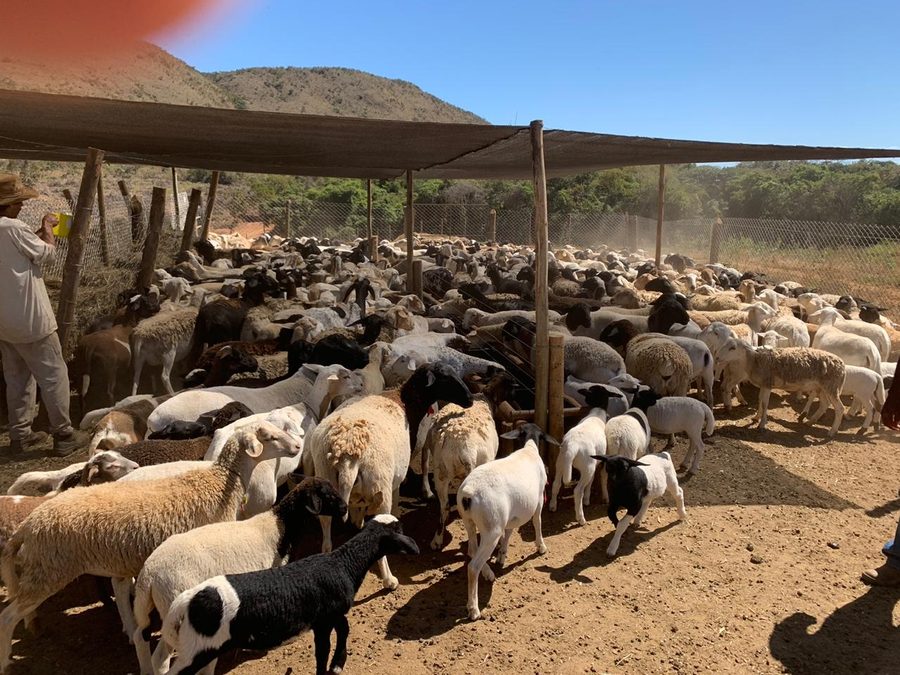Ovelhas Dorper de perto no cocho