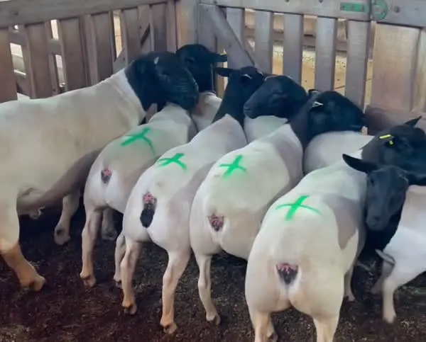 Marrãs marcadas com X verde — confirmação de prenhez
