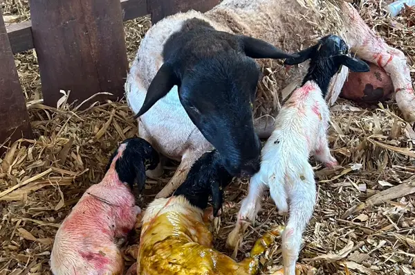 Ovelha com três cordeiros recém-nascidos