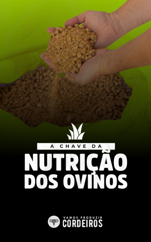 CAPAS DE MÓDULOS (31)